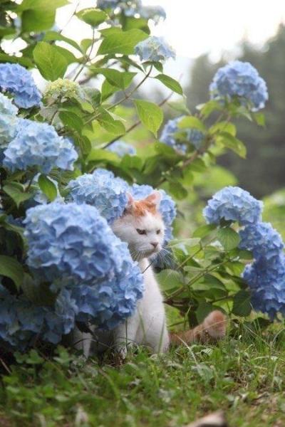 イズミ